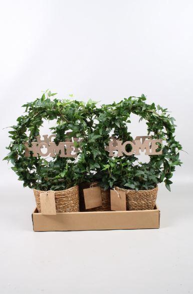 <h4>Hedera boog + home in zeegrasmand in vouwdoos</h4>