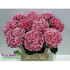 Hydrangea my beautiful rio