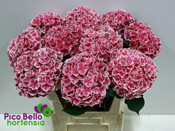 <h4>Hydrangea my beautiful rio</h4>