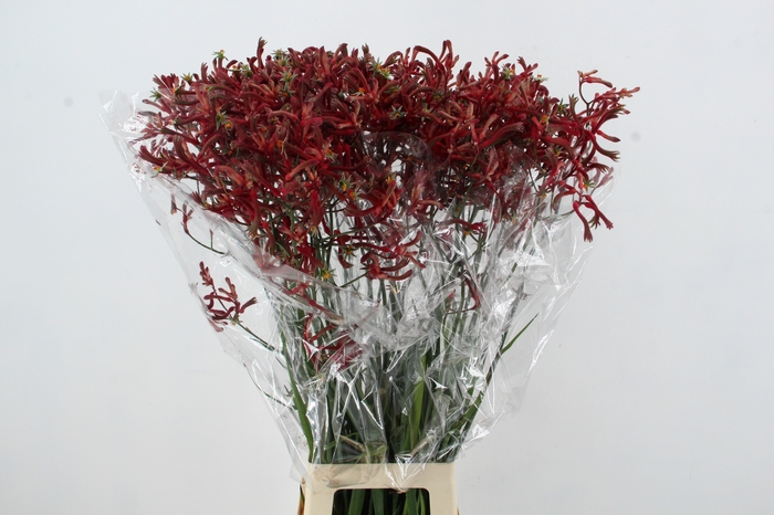 <h4>ANIGOZ ESMEE 90CM</h4>