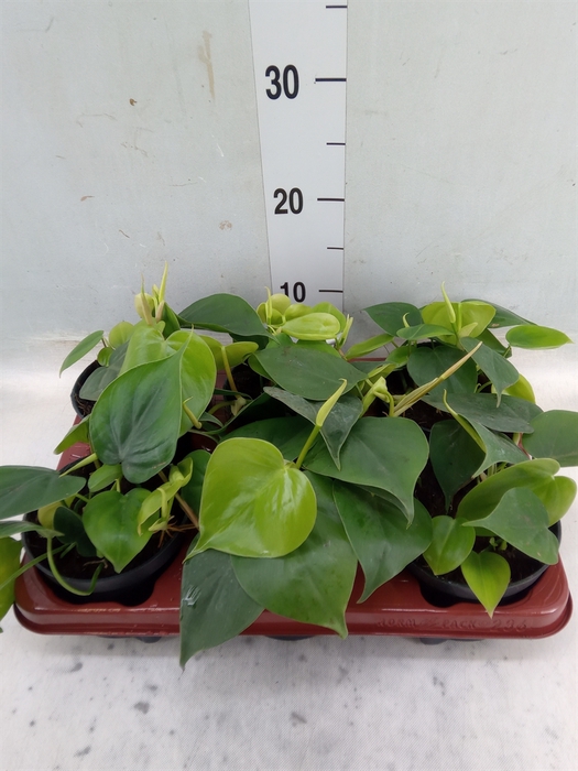 <h4>Philodendron scand.</h4>