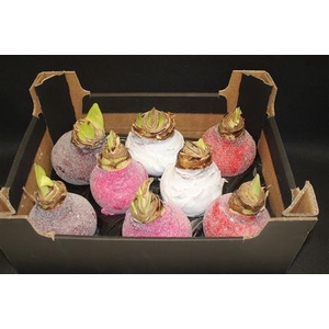 Amaryllis Bol Mix Glitter