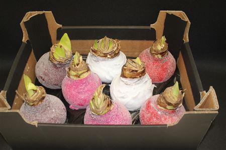 <h4>Amaryllis Bol Mix Glitter</h4>