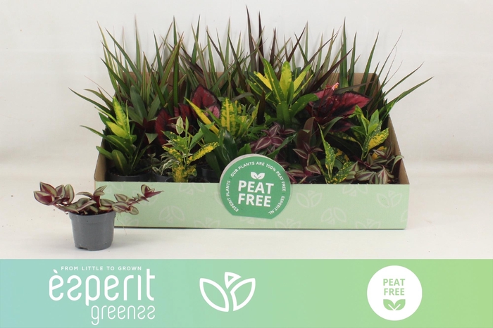 <h4>KAMERPL GEM OV</h4>