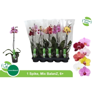 PHAL GEM