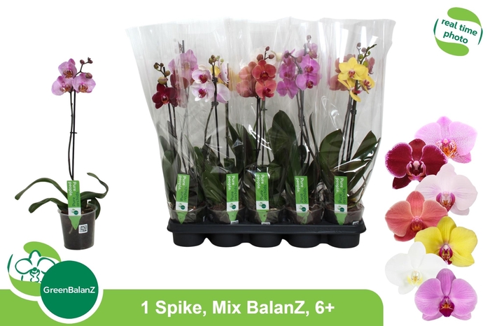 <h4>PHAL GEM</h4>