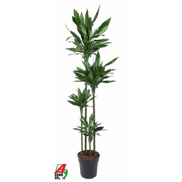 Dracaena Janet Lind 120-90-60-30