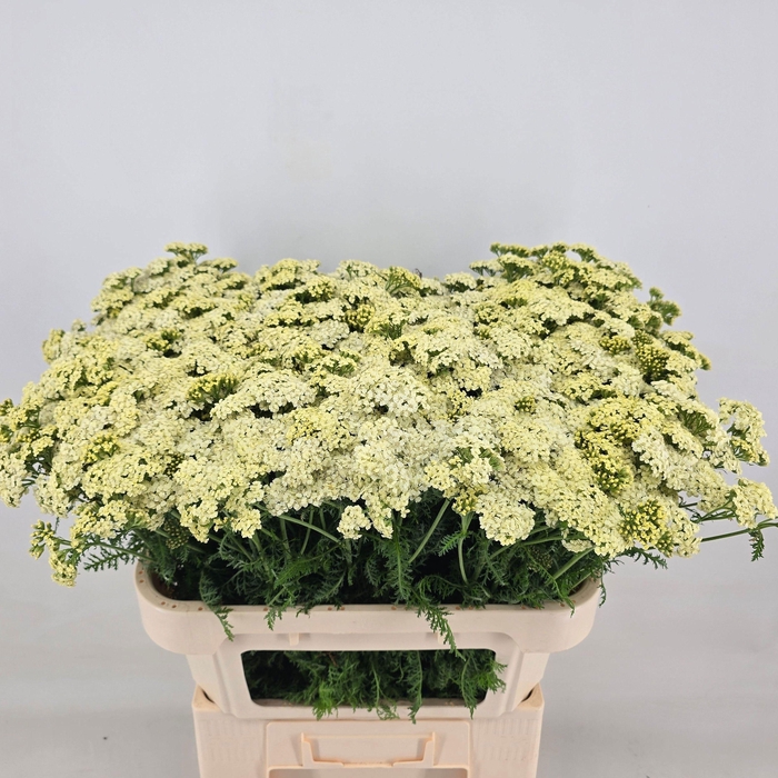 <h4>ACHIL M YUNA</h4>