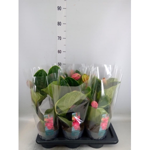 Medinilla magn. 'Flamenco'