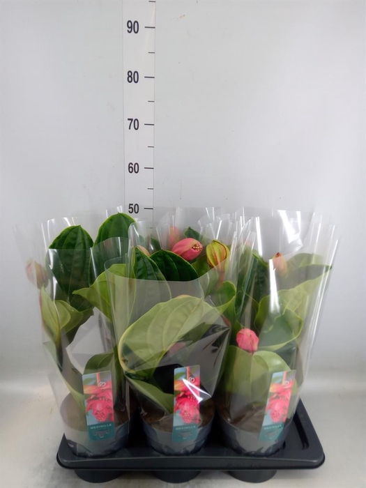 <h4>Medinilla magn. 'Flamenco'</h4>