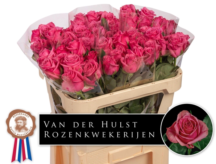 <h4>R GR KISS ME KATE</h4>