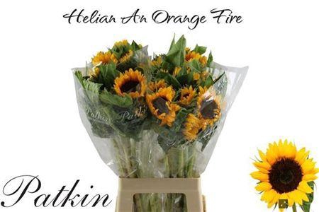 Helian An Orange Fir