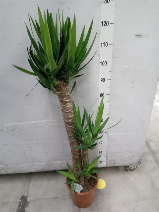 <h4>Yucca   ...</h4>