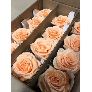 Rose on stem xl bulk 55cm peach