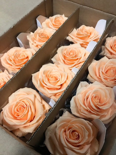 Rose on stem xl bulk 55cm peach