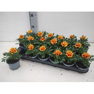 TAG LE MARVEL II YEL