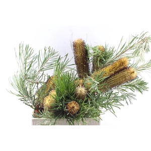 Banksia Spinulosa