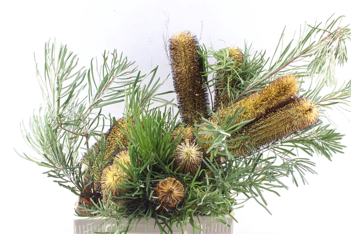 <h4>Banksia Spinulosa</h4>