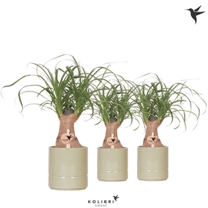 Kolibri Greens Beaucarnea in Pastel pot green