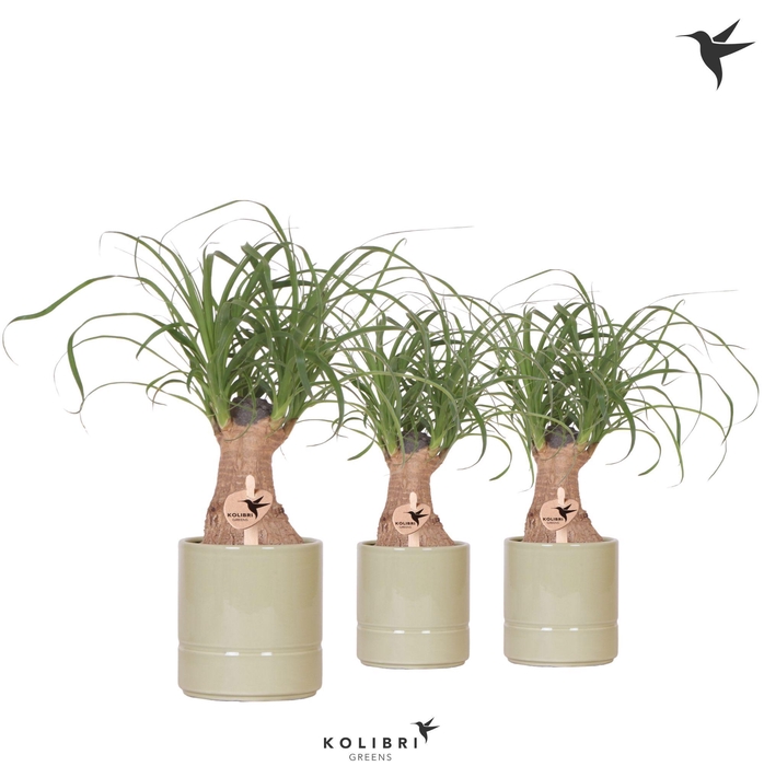 <h4>Kolibri Greens Beaucarnea in Pastel pot green</h4>