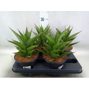 Sansevieria   ...