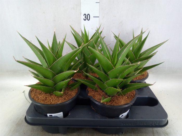 <h4>Sansevieria   ...</h4>