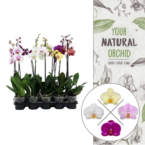 Your Natural Orchid | Mix 60cm | Phalaenopsis 1 spike