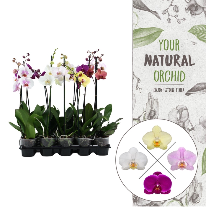 <h4>Your Natural Orchid | Mix 60cm | Phalaenopsis 1 spike</h4>