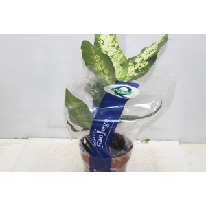 DIEFFENBACHIA VARIADO P17