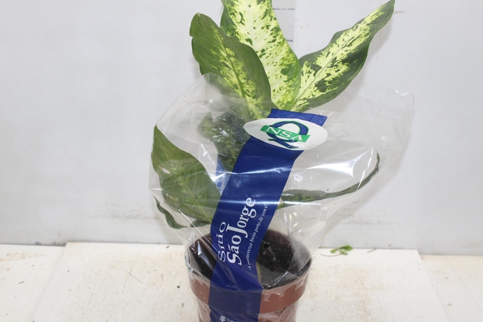 <h4>DIEFFENBACHIA VARIADO P17</h4>