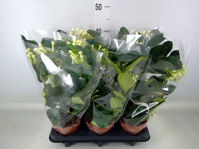 <h4>Stephanotis floribunda   ...</h4>