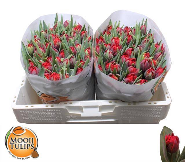 <h4>TU DU RED PRINCESS</h4>