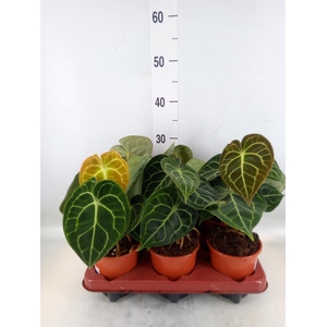 Anthurium clarinervium