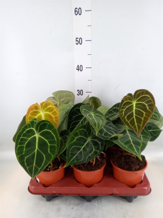 <h4>Anthurium clarinervium</h4>