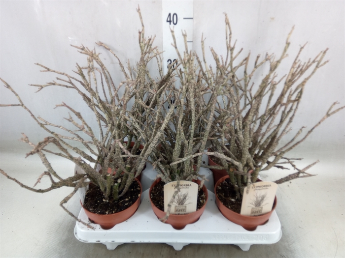 <h4>Euphorbia   ...</h4>