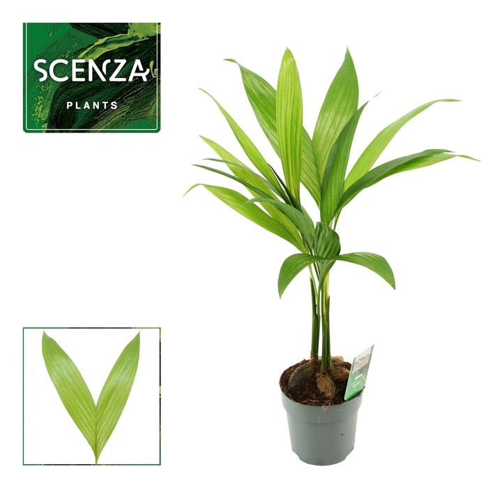 <h4>Areca Catechu 12 cm</h4>