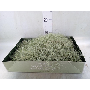 Tillandsia usneoides