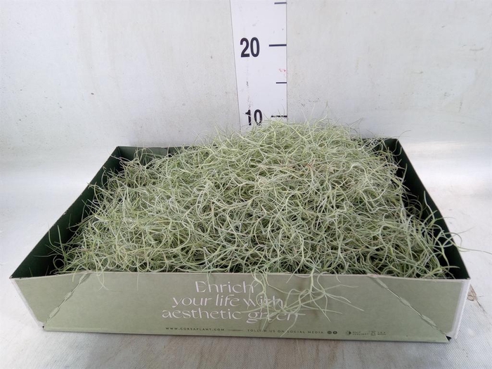 <h4>Tillandsia usneoides</h4>