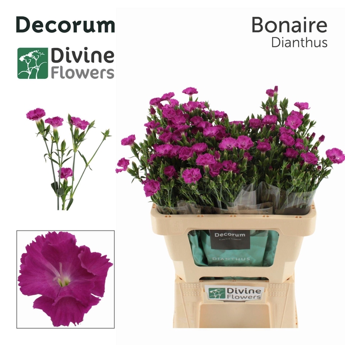 <h4>Dianthus  'Raffine Bonaire'</h4>