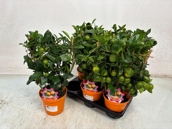 <h4>CITR MICROCARPA</h4>