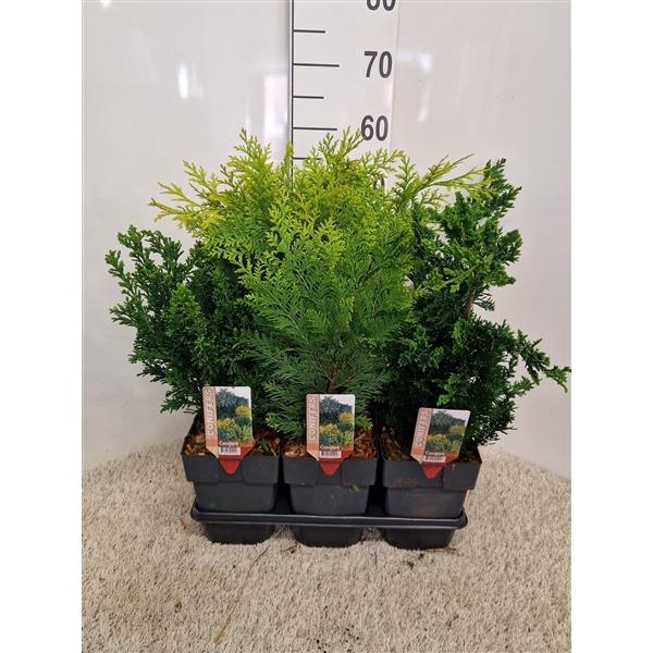 <h4>Coniferen mix opgaande soorten P17 potgekweekt</h4>