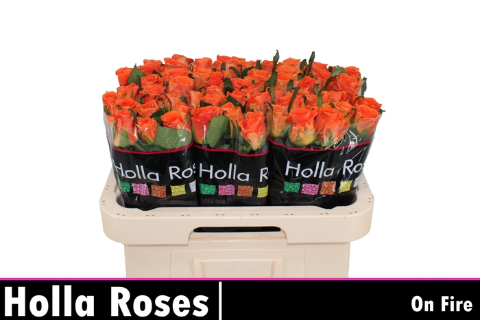 <h4>R GR ON FIRE</h4>