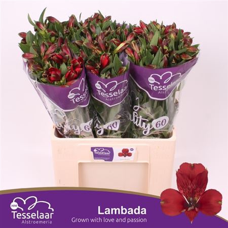 <h4>Alstr Lambada</h4>