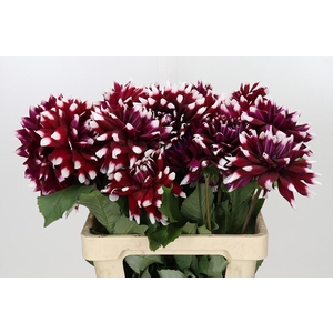 Dahlia Duet