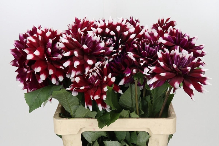 <h4>Dahlia Duet</h4>