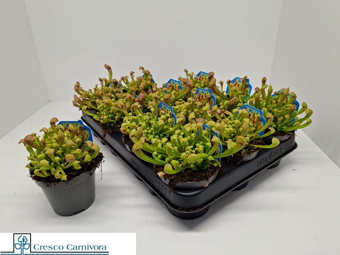 SARRACENIA OV