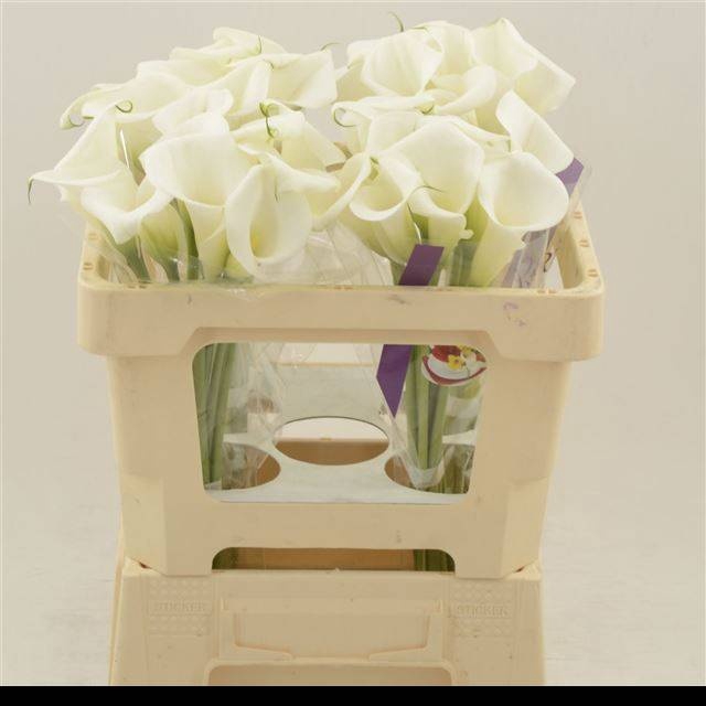 <h4>ZANT WHITE ART</h4>