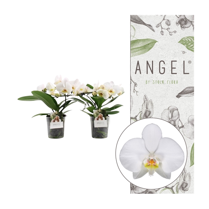 <h4>Angel | White | Phalaenopsis 2 spike</h4>