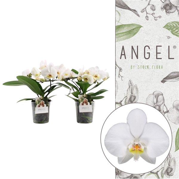 <h4>Angel | White | Phalaenopsis 2 spike</h4>