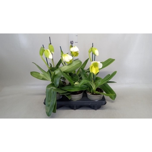 Paphiopedilum 'Amerikaanse hybrid'